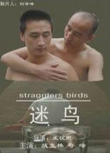 迷鸟封面图